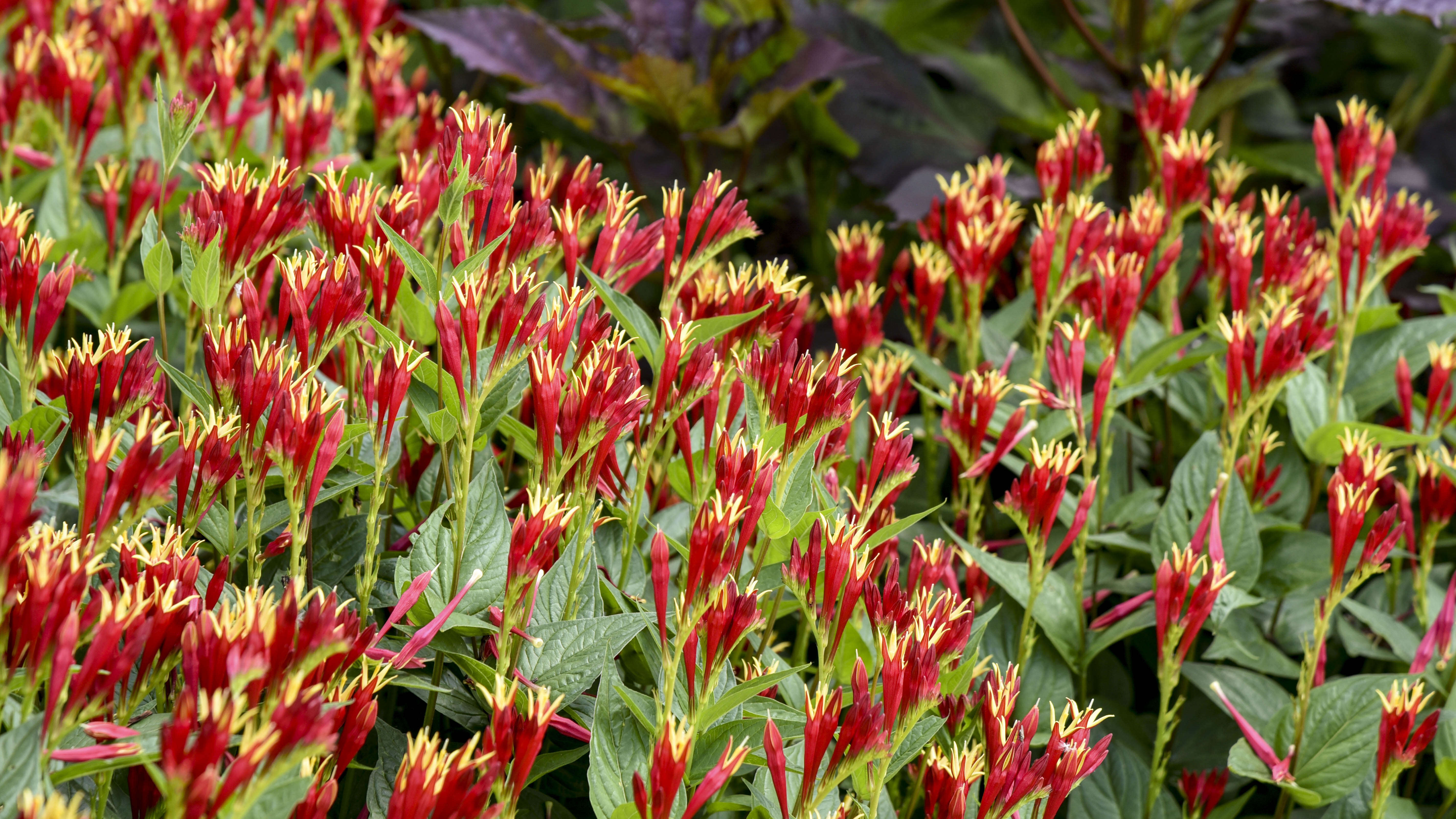 Spigelia - A Native Perennial for your Garden