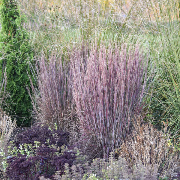 PRAIRIE WINDS® 'Brush Strokes' <em>Schizachyrium scoparium</em>