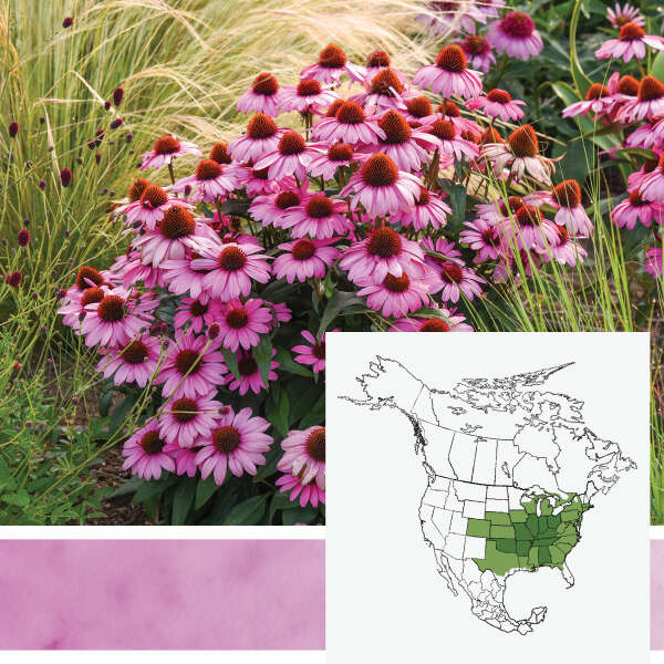 COLOR CODED&reg; <em>Echinacea</em>