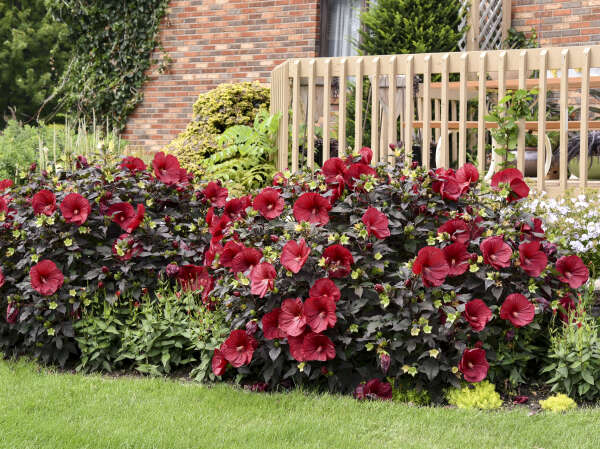 Summerific® Hardy Hibiscus