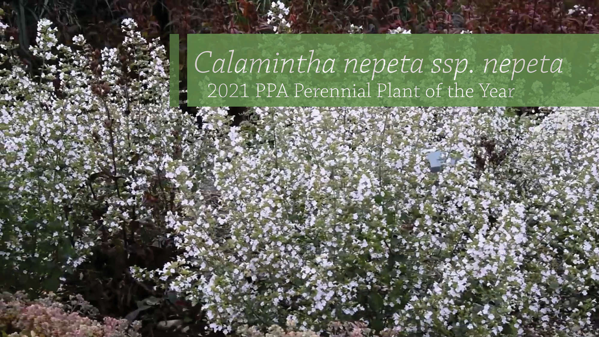 Video  Calamintha nepeta ssp. nepeta