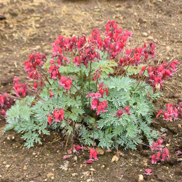 SUN JEWELS&trade; 'Rubies and Diamonds' <em>Dicentra</em>