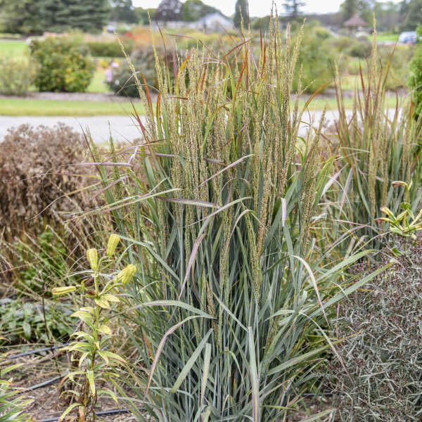 PRAIRIE WINDS&reg; 'Blue Spear' <em>Panicum virgatum</em>