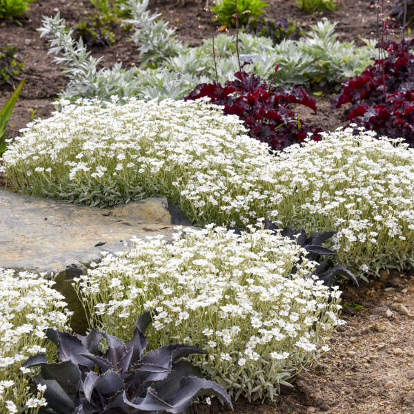 'Cloud Cover' <em>Cerastium tomentosum</em>