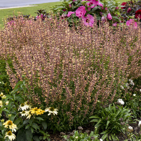 <em>Agastache</em> MEANT TO BEE™ 'Queen Nectarine'