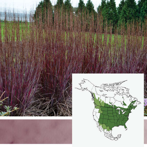 PRAIRIE WINDS&reg; <em>Schizachyrium scoparium</em>
