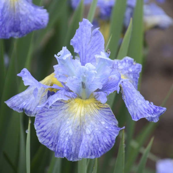 'Cape Cod Boys' <em>Iris sibirica</em>