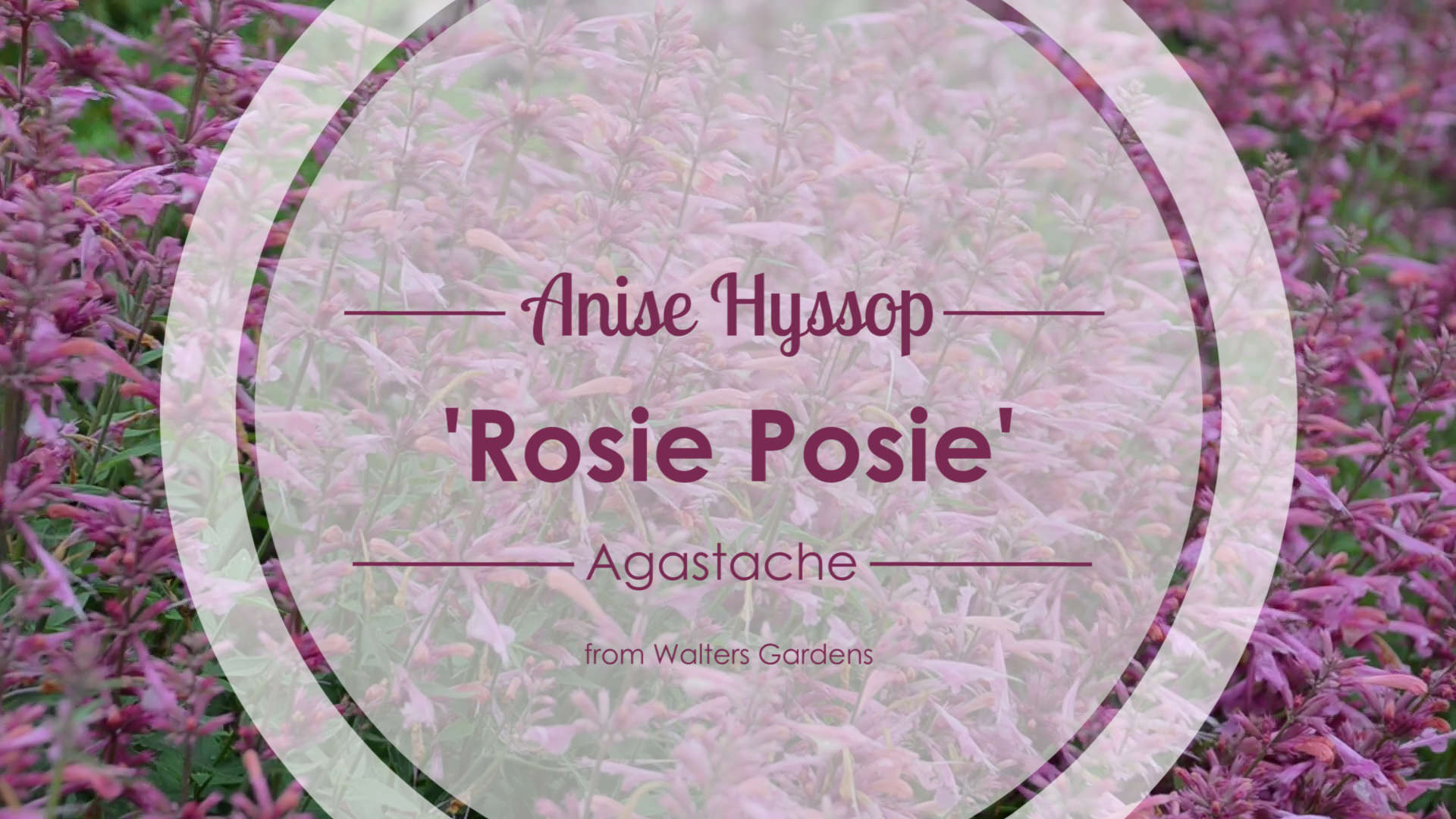 Agastache 'Rosie Posie'