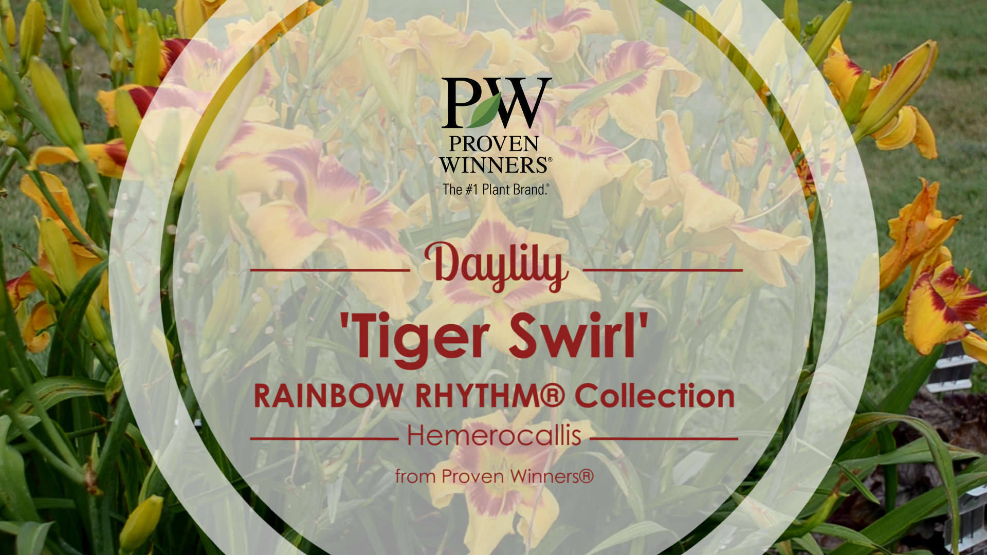 Hemerocallis Rainbow Rhythm® 'Tiger Swirl'