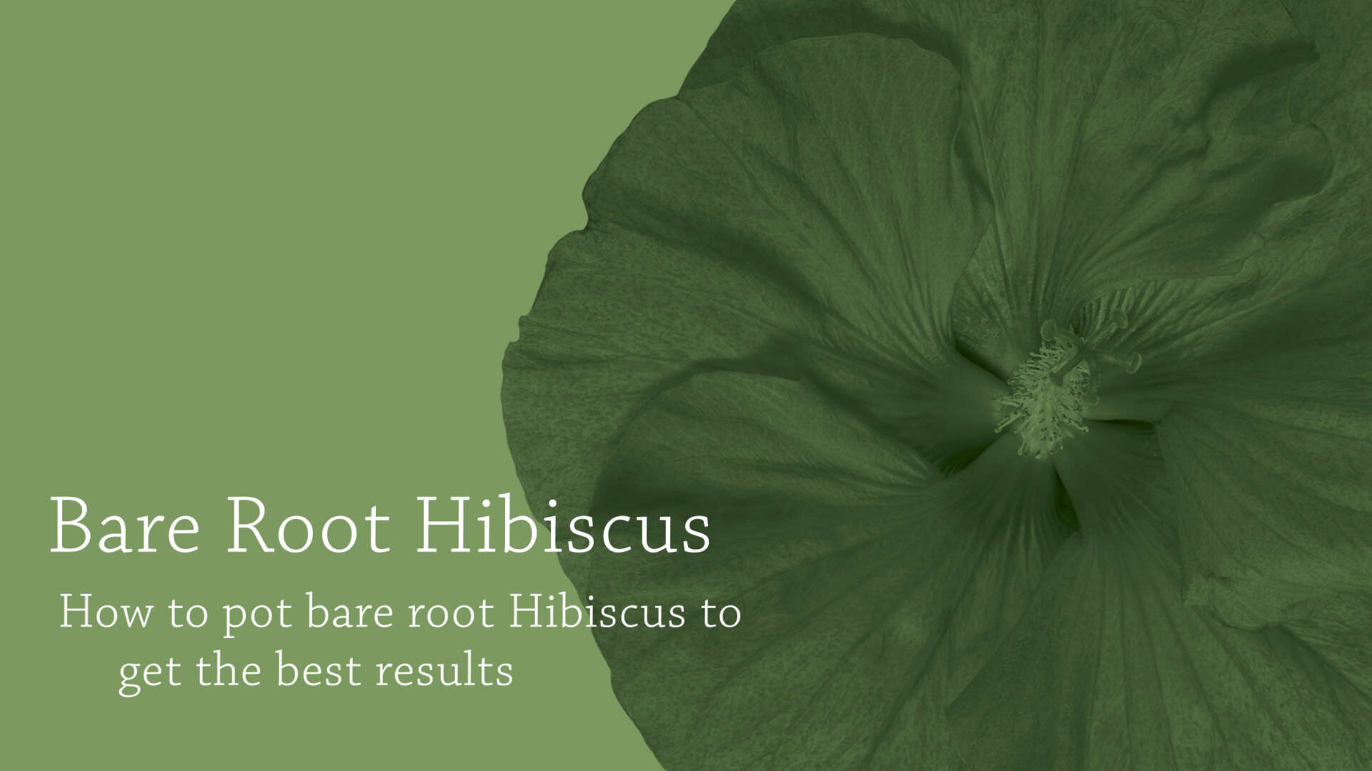 Bare Root Hibiscus Potting Tips