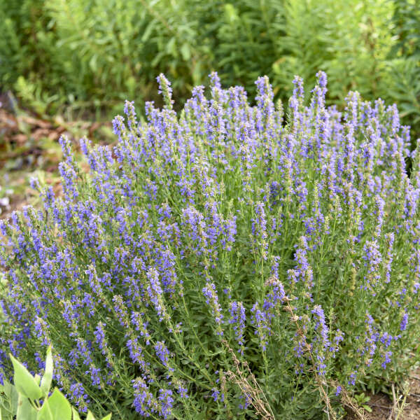 'Nectar Ninja' <em>Hyssopus officinalis</em>