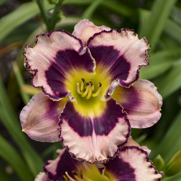 What makes a Daylily 'Premium'?