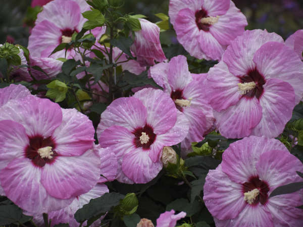 10 Perennials with Multi-Colored Flowers