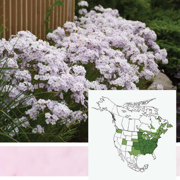 Opening Act <em>Hybrid Phlox</em>