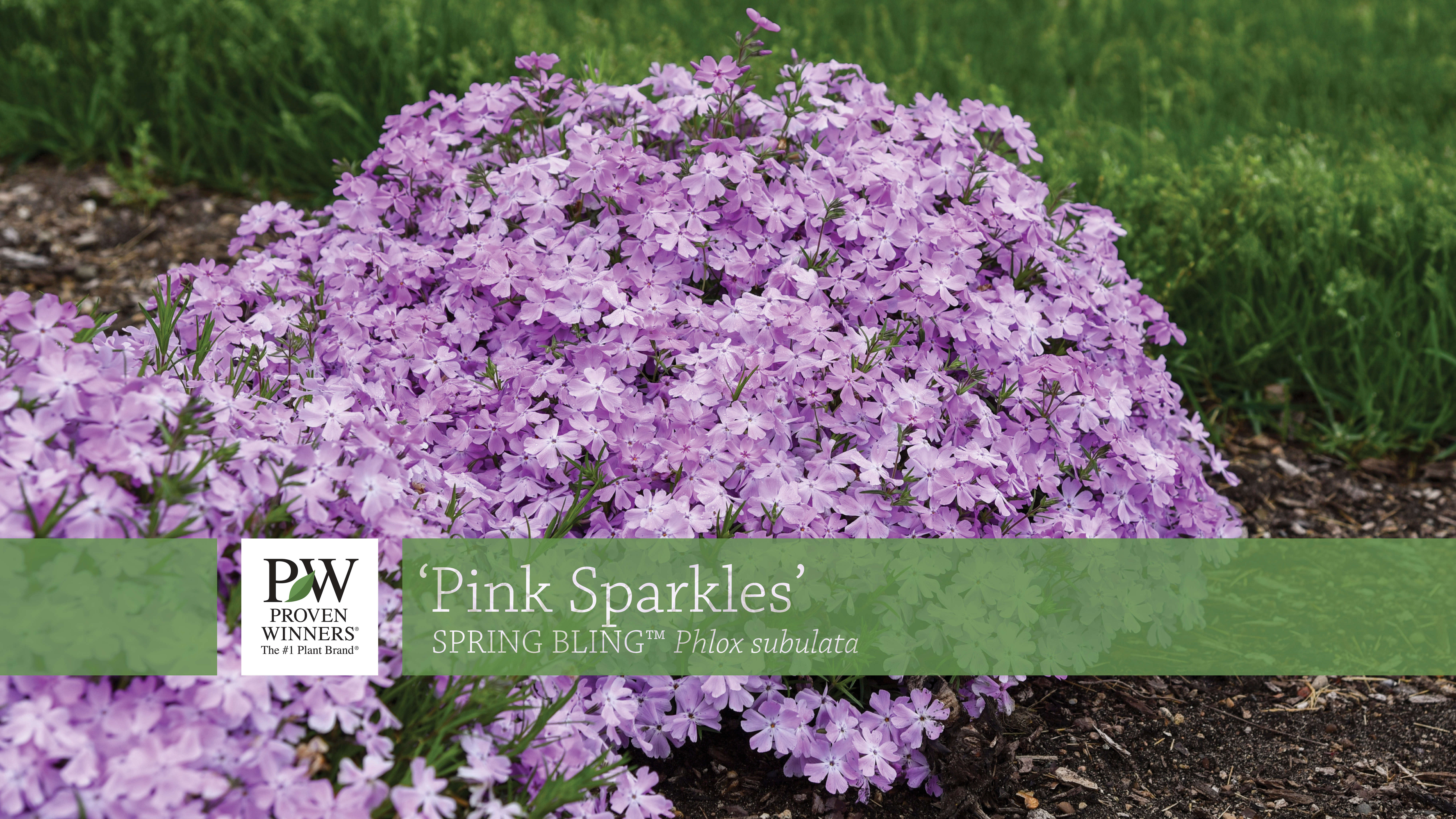 Phlox 'Pink Sparkles' Hybrid Creeping Phlox