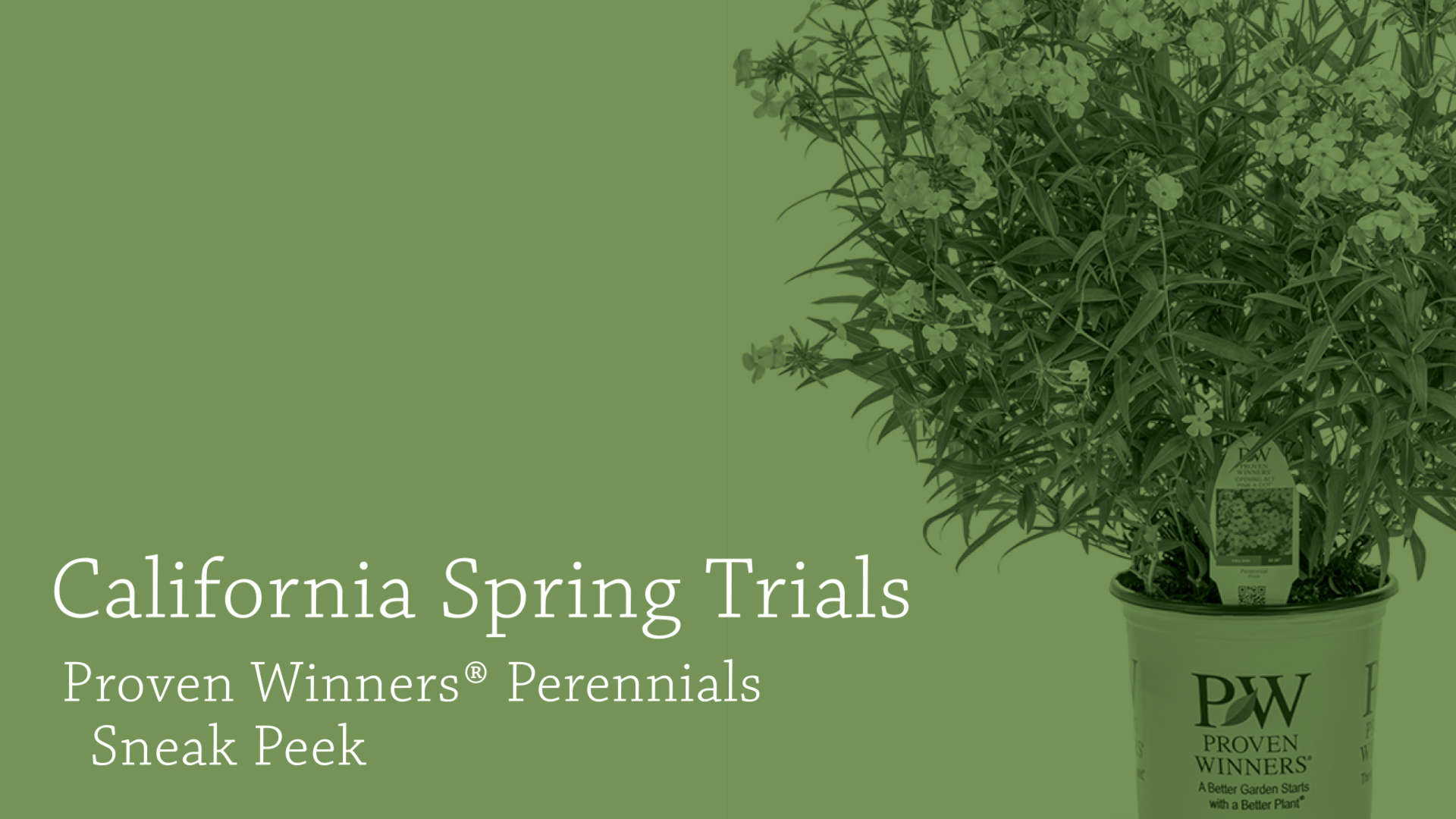 2019 California Spring Trials New Perennials Sneak Peek