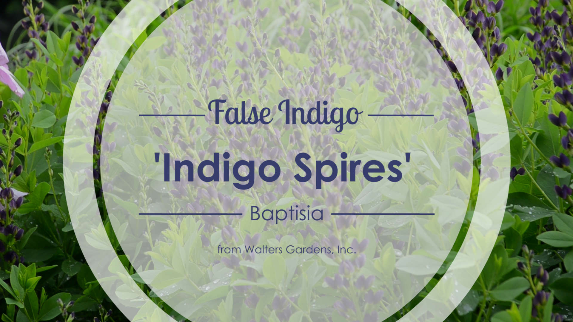 Baptisia 'Indigo Spires' False Indigo