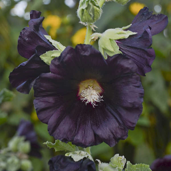 12 Black Perennials  Walters Gardens, Inc.