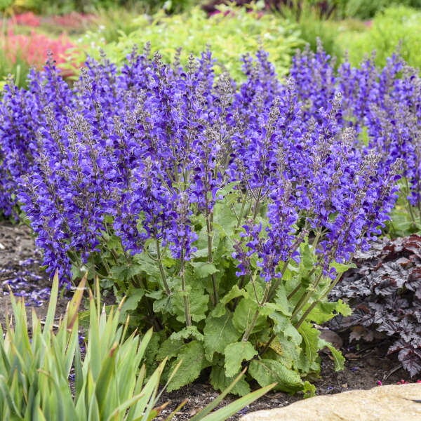LIVING LARGE&reg; 'Dark Sky' <em>Salvia</em>