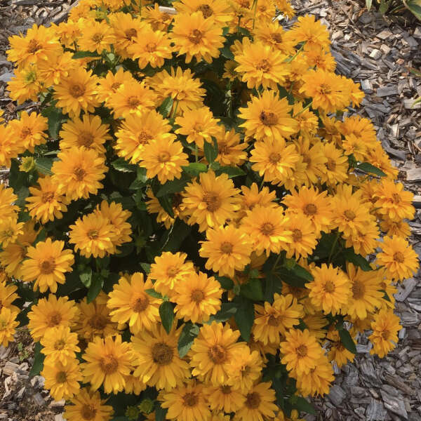 Athena Gold™ <em>Heliopsis helianthoides</em>