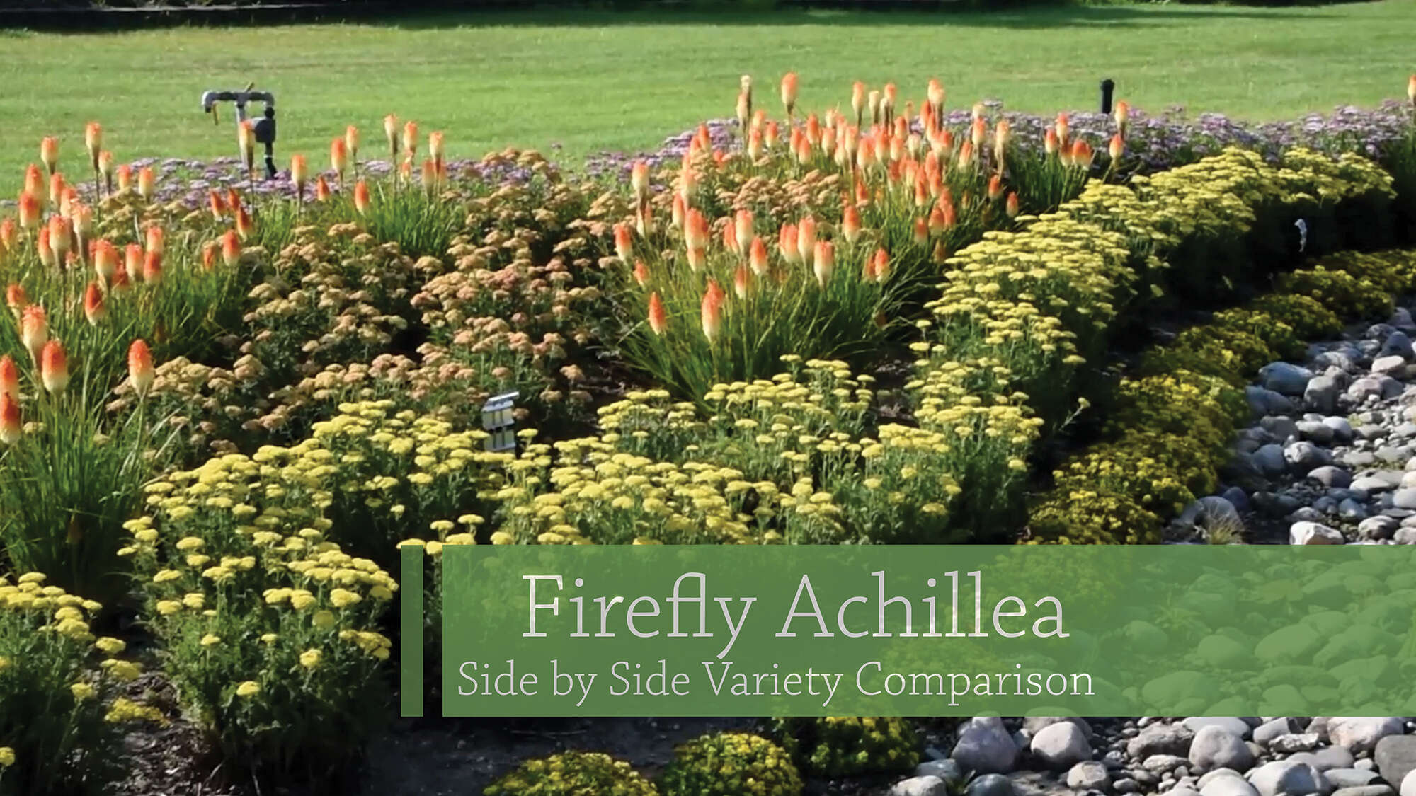 Firefly Achillea Comparison