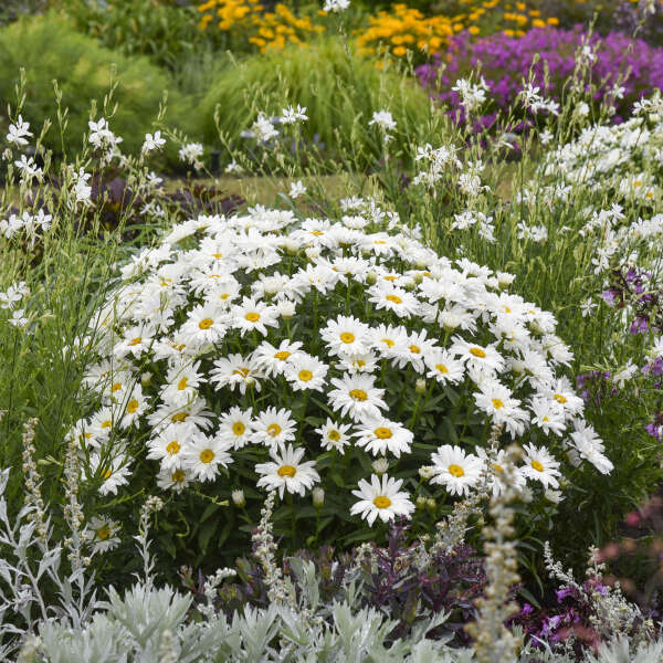 AMAZING DAISIES&reg; 'Dream Big' <em>Leucanthemum superbum</em>