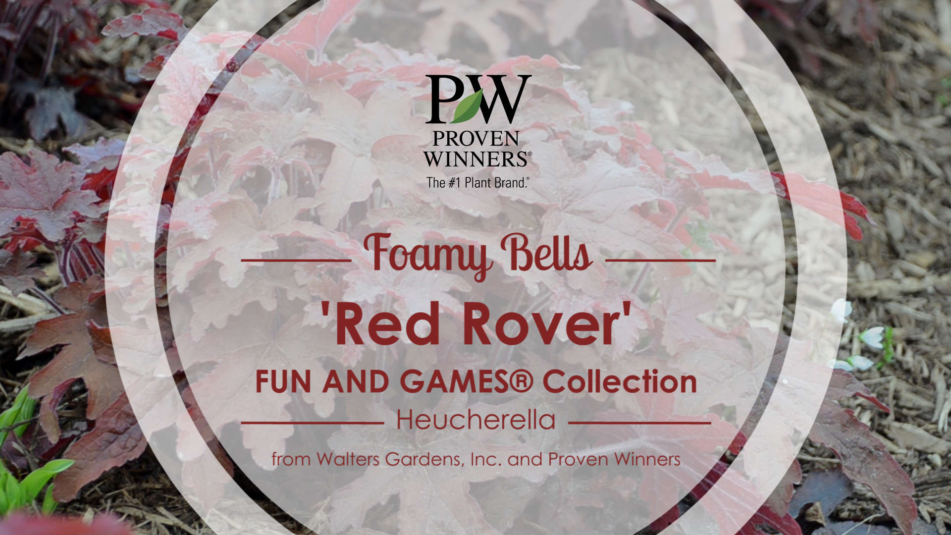 Heucherella Fun and Games® 'Red Rover'