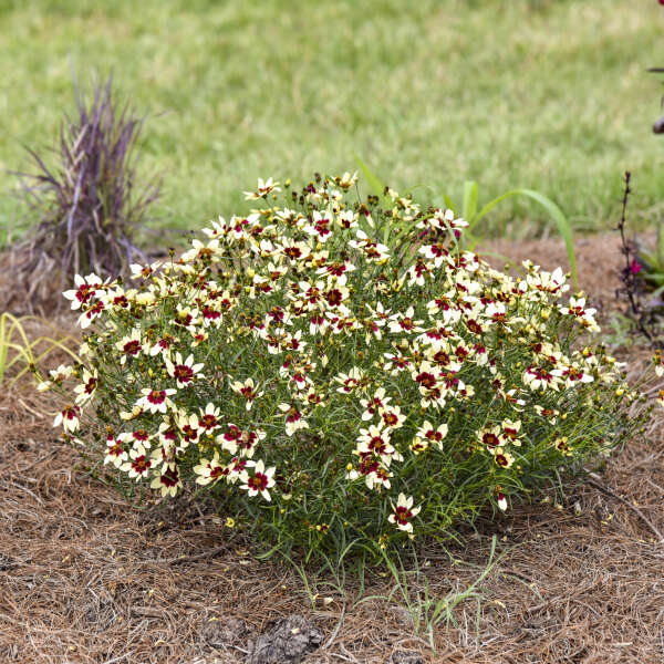 DESIGNER THREADS™ 'Creamy Calico' <em>Coreopsis verticillata</em>