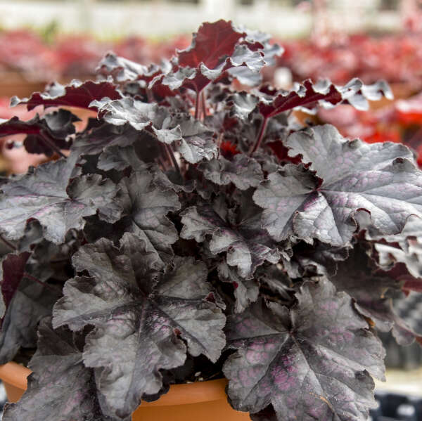 DOLCE® 'Sultry Night' <em>Heuchera</em>