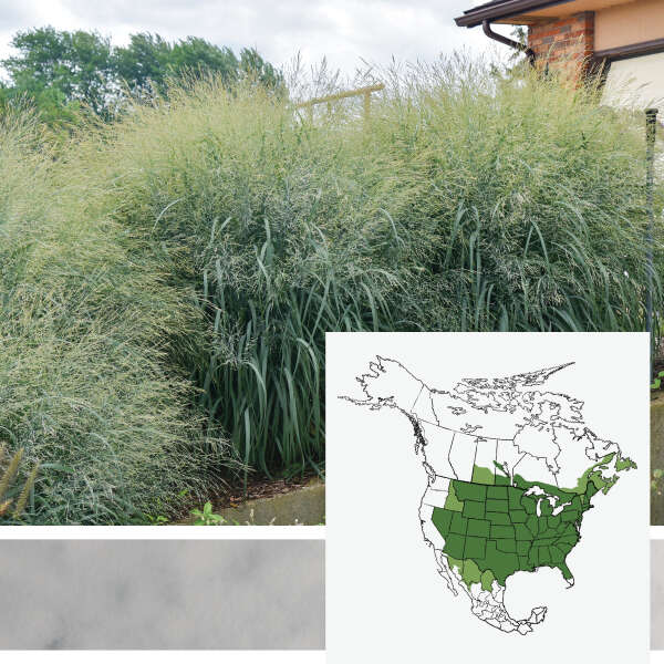 PRAIRIE WINDS&reg; <em>Panicum virgatum</em>