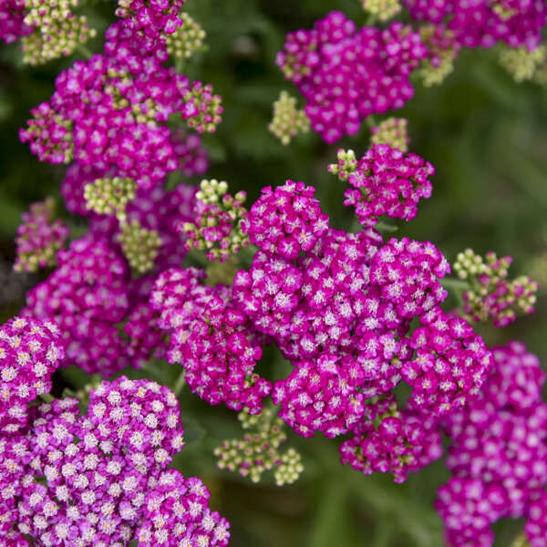 'Firefly Fuchsia' <em>Achillea</em>