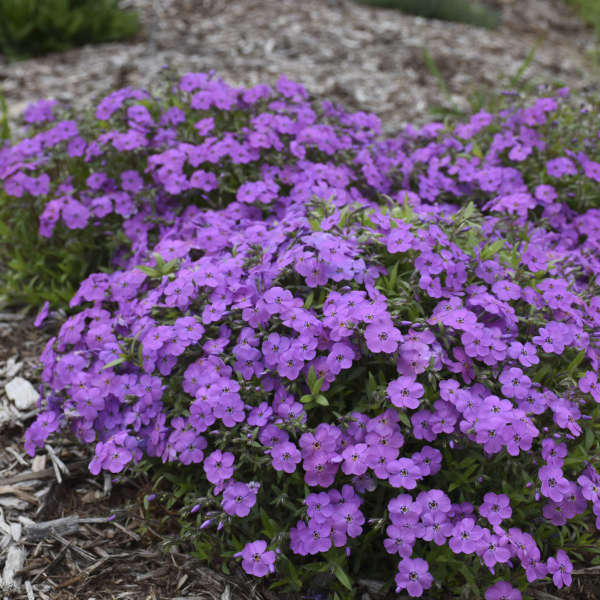 'Purple Sprite' <em>Hybrid Spring Phlox</em>