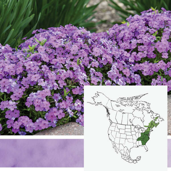 Sprite <em>Hybrid Spring Phlox</em>