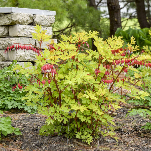 'Hearts on Fire' <em>Dicentra spectabilis</em>