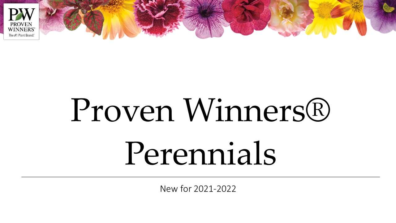 First Look! New to Proven Winners Perennials for 2022