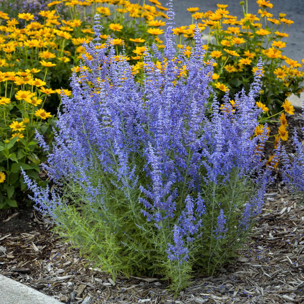 Cool Colored Perennials for Hot Dry Sunny Spots