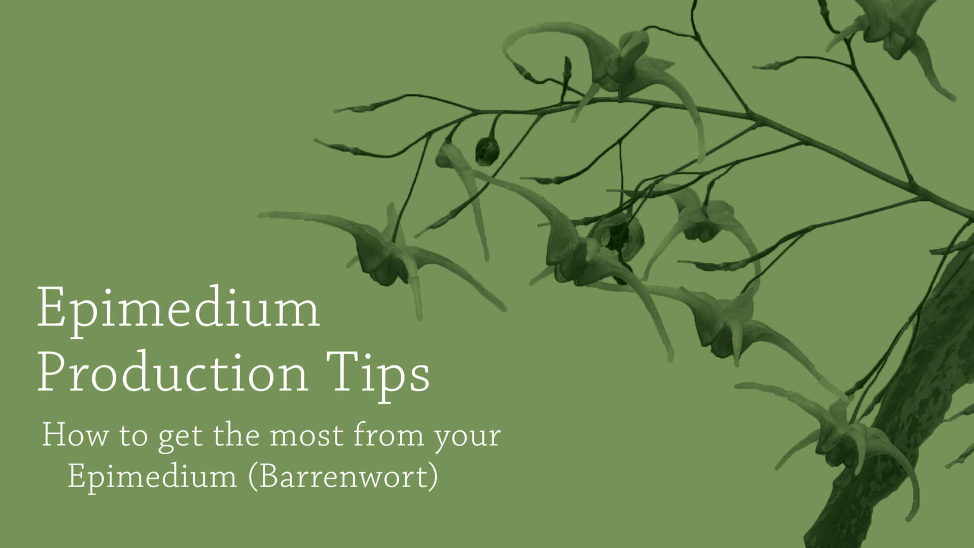 Epimedium Grower Tips