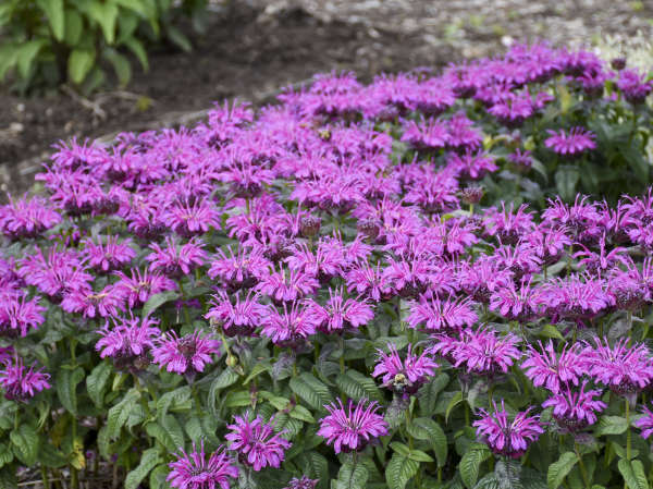 14 Purple Perennials