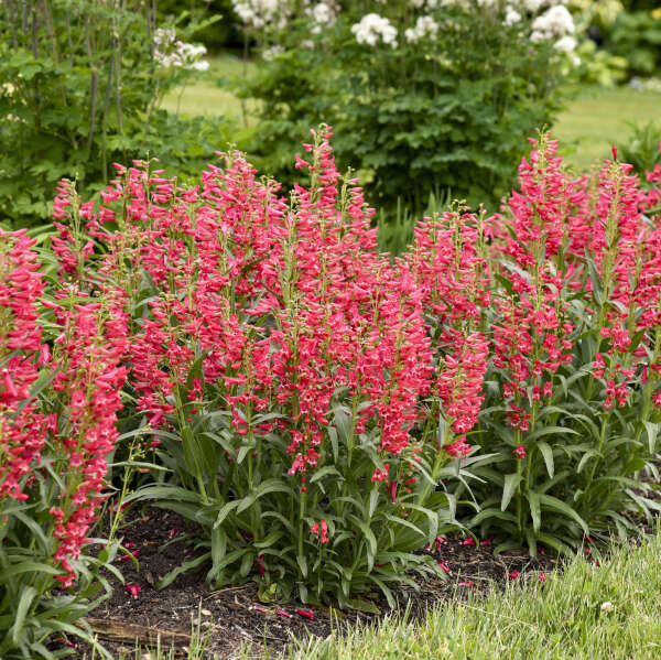 BEJEWELED™ 'Rose Rhinestones' <em>Penstemon barbatus</em>