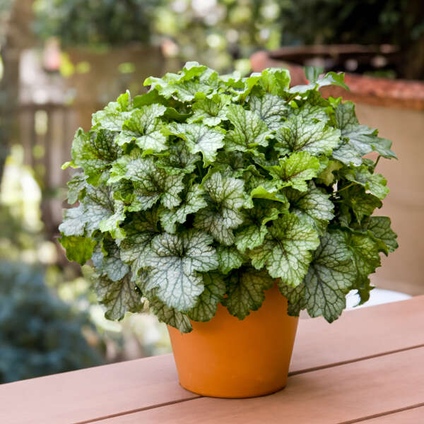 FUN AND GAMES® 'Shadow Tag' <em>Heucherella</em>