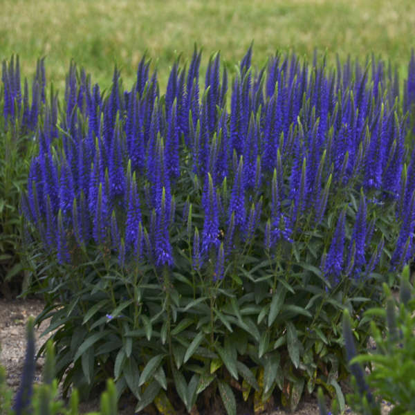 Photo Essay 17 Blue Perennials Perennial Resource