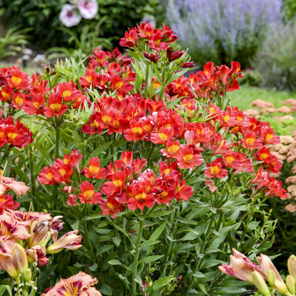 Summer Heat <em>Alstroemeria</em>