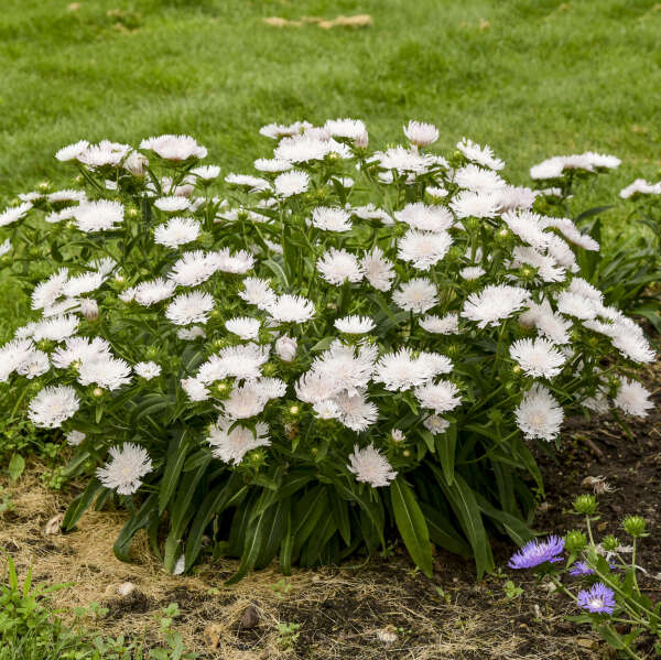 TOTALLY STOKED™ 'Whitecaps' <em>Stokesia laevis</em>