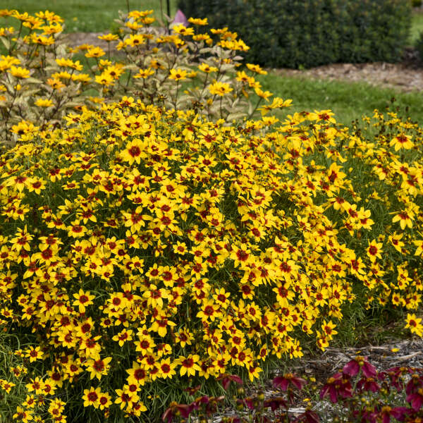 DESIGNER THREADS™ 'Golden Needles' <em>Coreopsis verticillata</em>