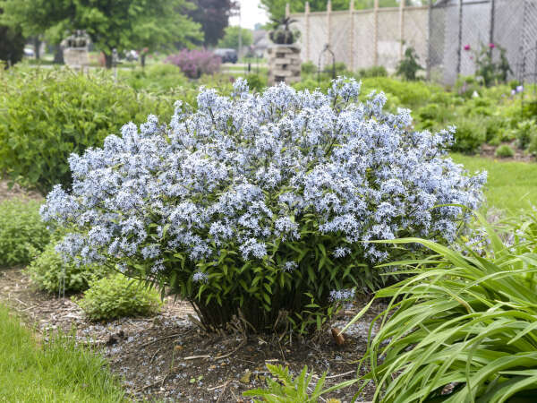 20 Proven Winners® Perennials for the Landscape