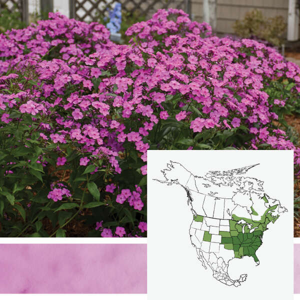 'Cloudburst' <em>Hybrid Phlox</em>