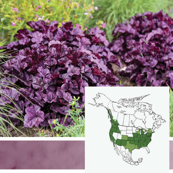 DOLCE&reg; <em>Heuchera</em>