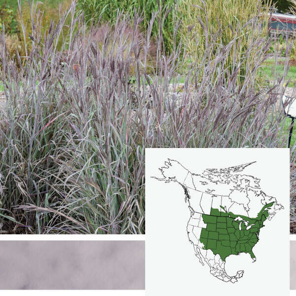 PRAIRIE WINDS&reg; 'Blue Steel' <em>Andropogon</em>