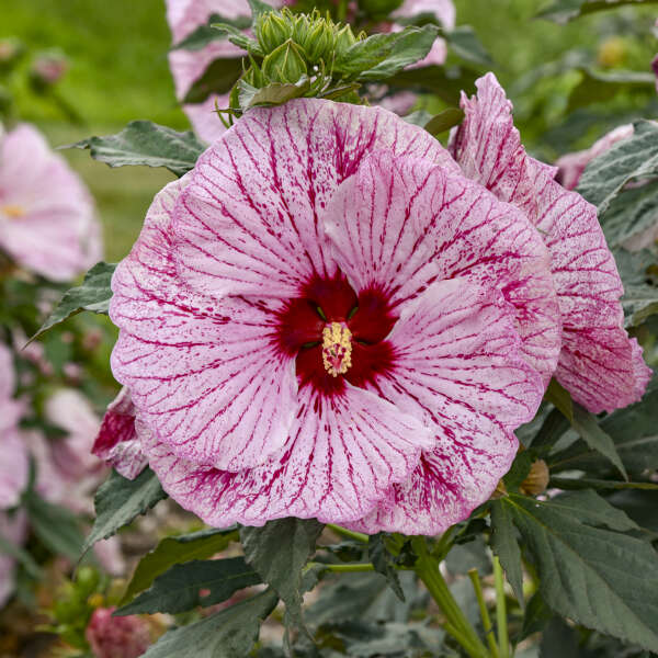 SUMMERIFIC&reg; 'Glitter Bomb' <em>Hibiscus</em>