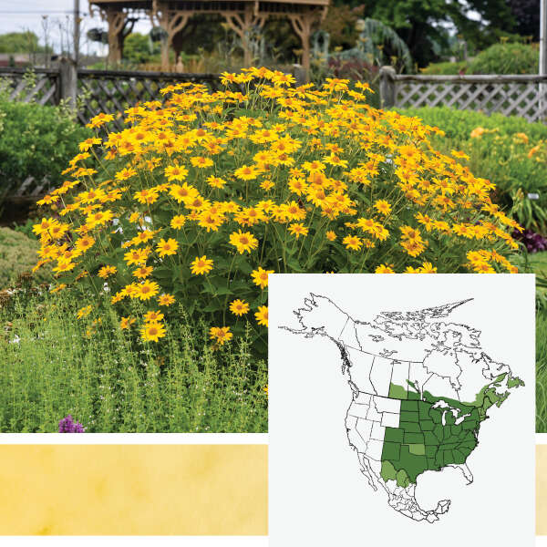 'Tuscan Sun' <em>Heliopsis helianthoides</em>